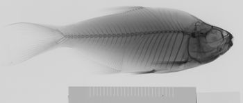 Media type: image;   Ichthyology 46750 Aspect: lateral